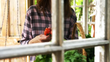 mujer madura mirando tomates 4k