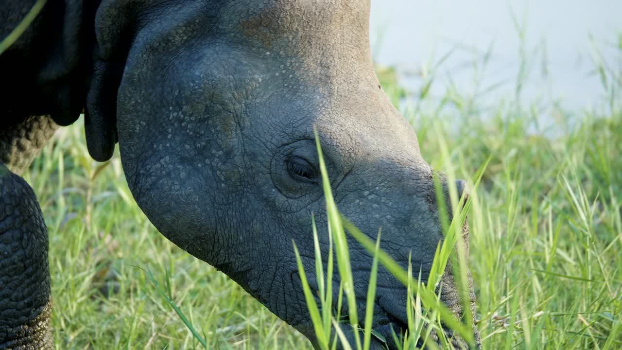 코소는 푸른 풀을 먹습니다. 네팔의 치트완 국립공원.