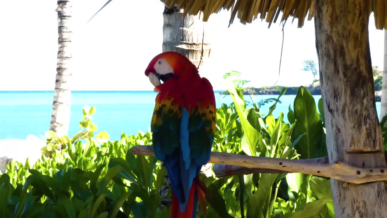 el guacamayo rojo y verde, ara chloropterus, limpiando sus plumas en la bahía de taino, puerto plata, república dominicana