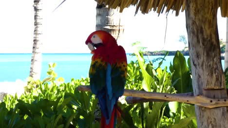 red-and-green macaw, ara chloropterus, grooming his feathers in taino bay, puerto plata, dominican republic