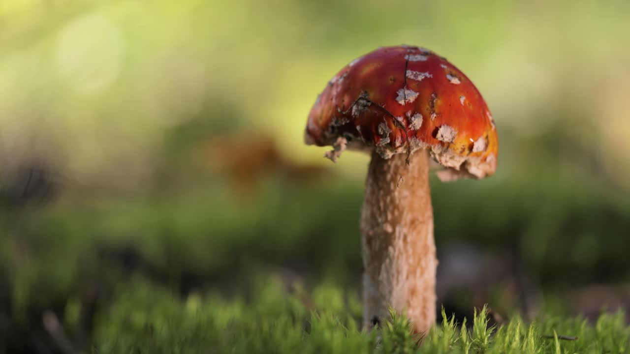 Fly agaric Mushroom In a forest.