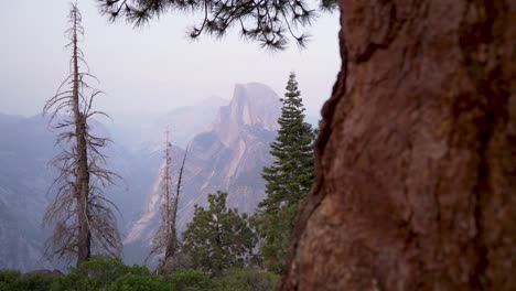 half dome and smokey sky reveal from behind tree, slow slide pan left