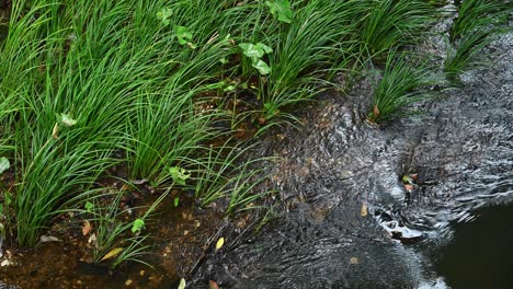 Stream-with-flowing-cool-water-and-green-slender-grass-bending-towards-the-direction-of-the-flow-at-Khao-Yai-National-Park-in-Thailand