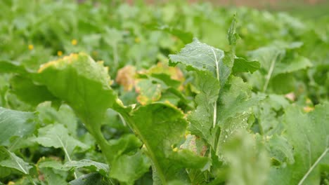 Primer-Plano-De-Verduras-De-Hoja-Con-Gotas-De-Agua