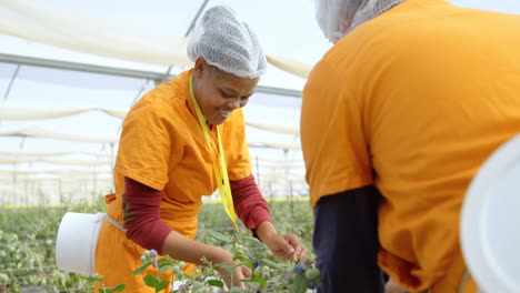 Female-worker-picking-blueberries-in-blueberry-farm-4k