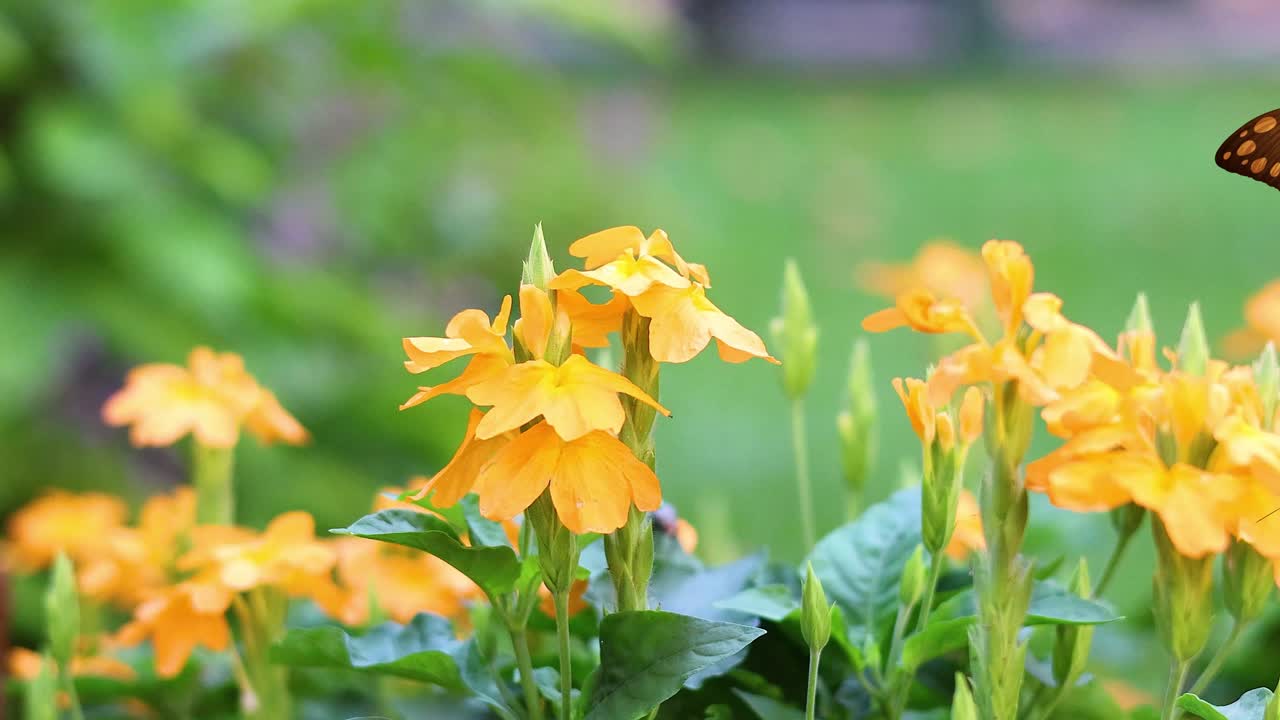 A butterfly gracefully flutters around bright orange flowers, showcasing nature's beauty in a serene garden setting