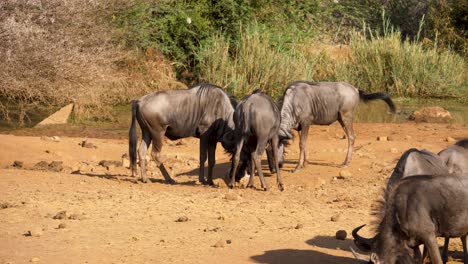 El-ñu-Azul-Lame-Una-Roca-Salada-Colocada-Por-Los-Guardabosques-De-Un-Parque-Safari-En-Sudáfrica