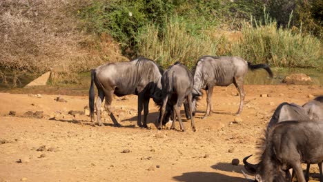 los ñus azules lamen una roca salada colocada por los guardabosques de un parque de safari en sudáfrica