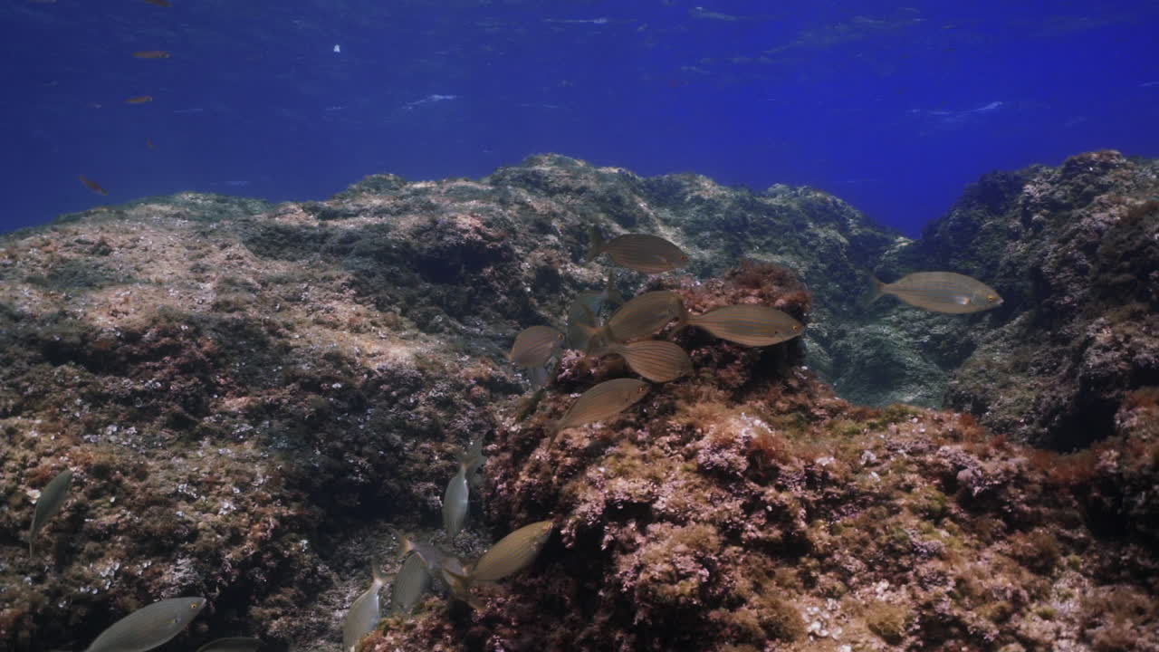 아름다운 빛 아래 지중해의 바위 위를 움직이는 물고기 떼