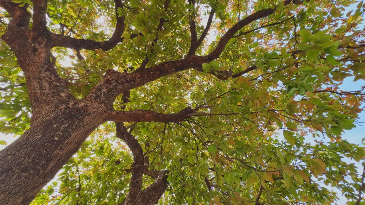 Vue en contre-plongée regardant vers le haut dans la canopée étendue d'un arbre Mahua, où de jeunes feuilles vertes se mêlent à un feuillage plus ancien, la lumière du soleil filtrant à travers les branches sur un fond de ciel bleu doux.