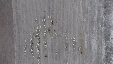 Sheeps-feeding-in-a-just-plowed-field