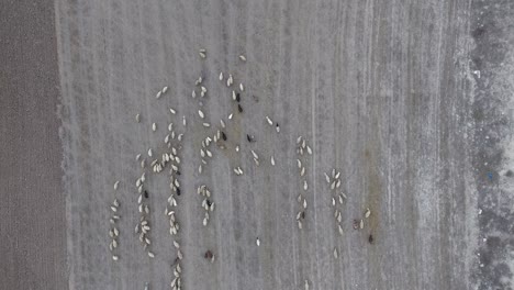 ovejas alimentándose en un campo recién arado