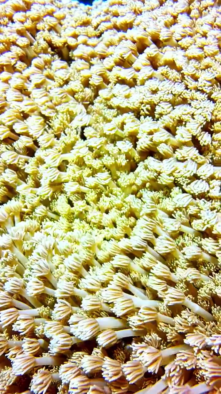 Vertical close up video of soft xenia coral polyps swaying underwater in the Ocean