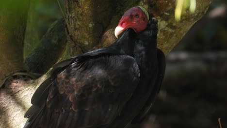 buitre de pavo con cabeza roja descansando en un árbol en un primer plano extremo