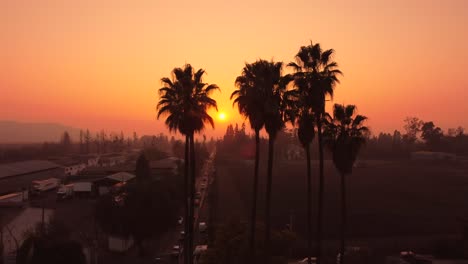 warm sunset shows the shadows of palm trees in urban town