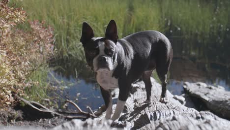 boston terrier dog walks up log next to lake or pond water