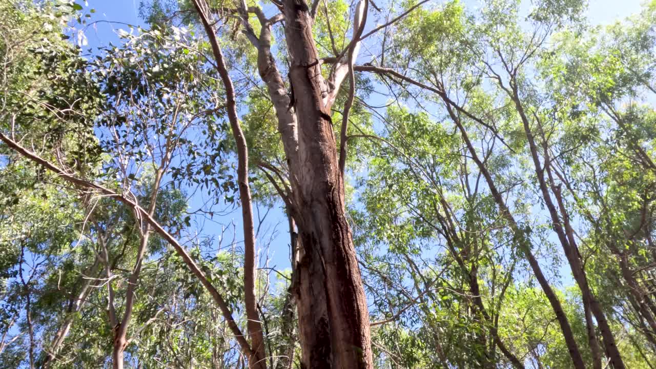 숲의 가노피와 빛