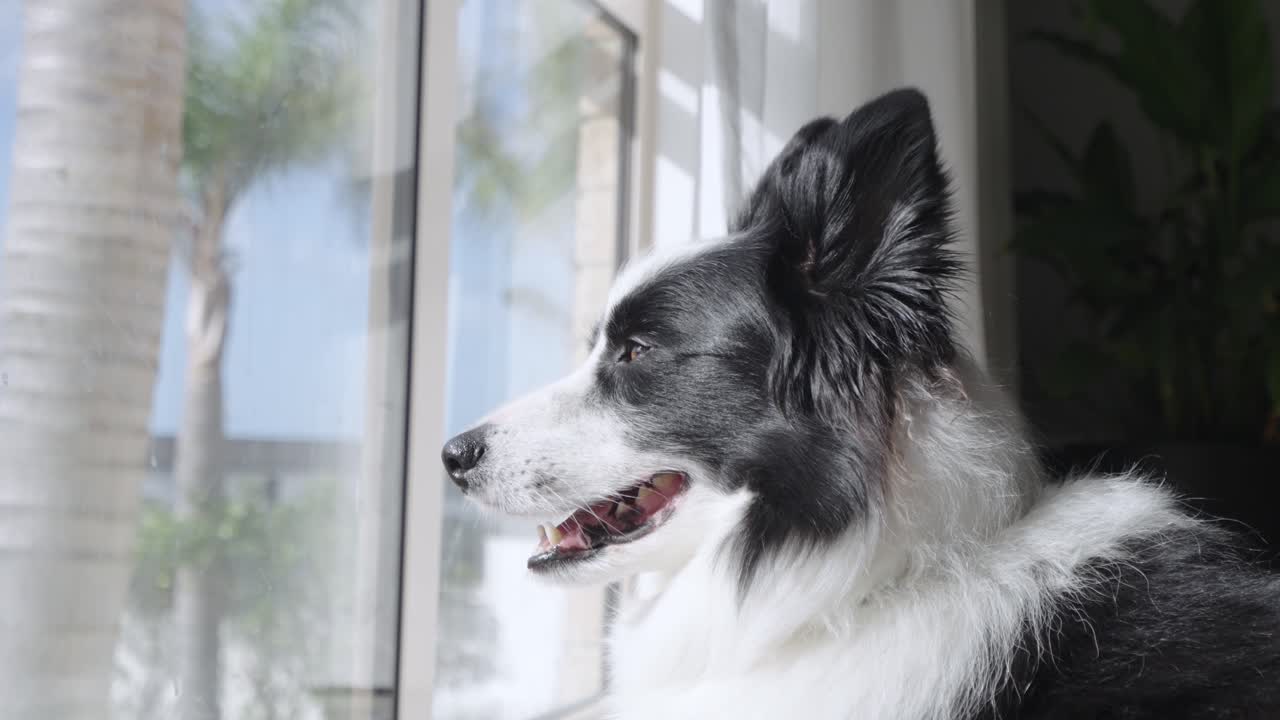 Close up footage of a cute black and white Border Collie dog resting, gazing out of the window.