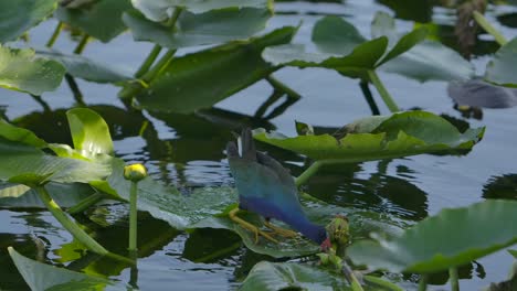 Sumpfvogel-Lila-Gallinule,-Der-Vegetation-In-Superzeitlupe-Frisst