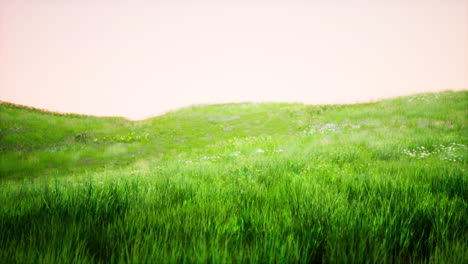 landscape view of green grass on slope at sunrise