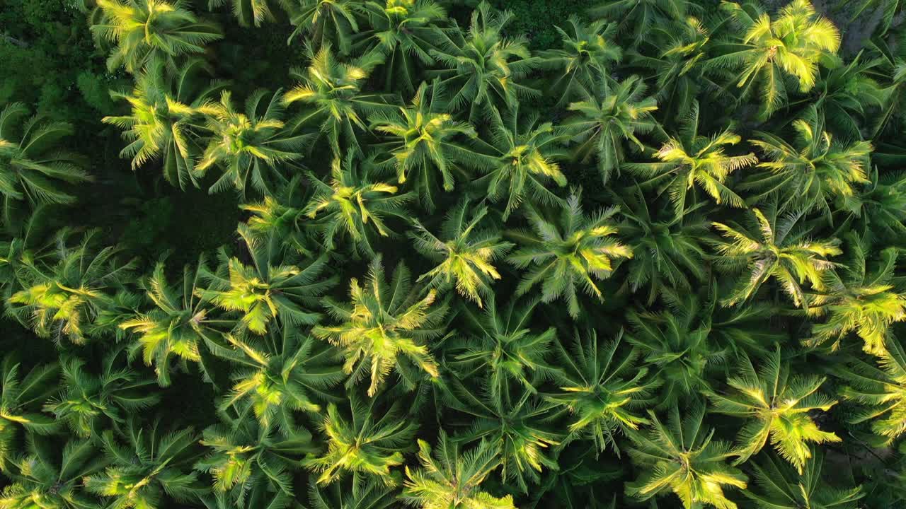 열대 무성한 탑다운 드론 조감도, 울창한 야자수 숲, 이국적인 정글