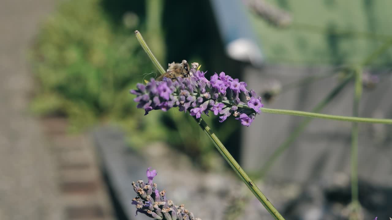 야생 라벤더 꽃 에서 꽃가루 를 모으는 벌 의 근접 촬영