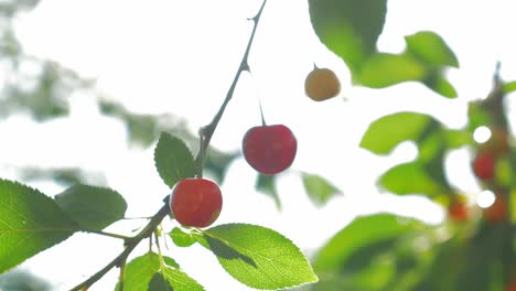 cerezas rojas colgando de la rama verde