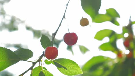 red cherries hanging on green branch