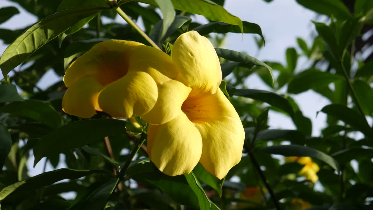 alamanda, trompeta común, también conocida como alamanda amarilla o dame thimle