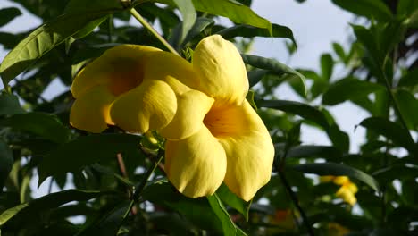 Alamanda,-Trompeta-Común,-También-Conocida-Como-Alamanda-Amarilla-O-Dame-Thimle