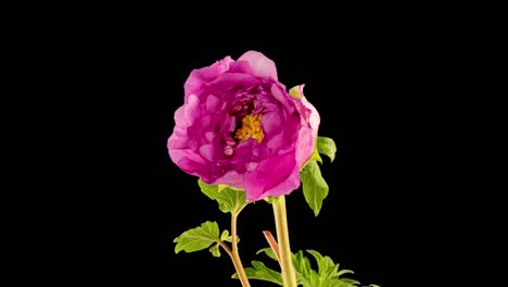 timelapse de la flor de la peonía rosa floreciendo sobre un fondo negro. flor de la floreciente peonía abierta, lapso de tiempo, primer plano. telón de fondo de la boda, concepto del día de san valentín. 4k uhd video timelapse