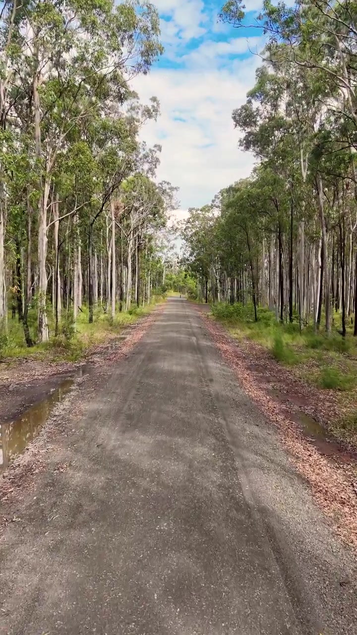 Un veicolo percorre una strada forestale dritta e non asfaltata, fiancheggiata da alti alberi di eucalipto, sotto la luce del giorno e un cielo parzialmente nuvoloso, ripreso con un movimento costante della telecamera in avanti.