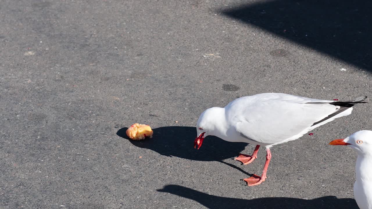 바다표범 들 이 보행자 길 에서 음식 을 고 있다