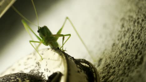 close-up katydid verde de pie quieto, luego lentamente se mueve hacia la luz del porche en la pared