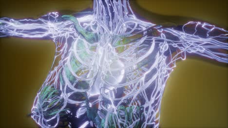 cuerpo humano con vasos sanguíneos brillantes