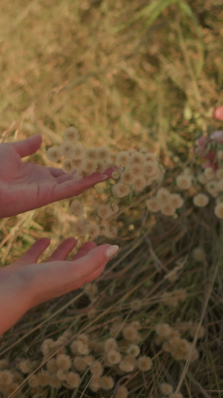 두 여성이 섬세한 야생 꽃을 관찰하고 들고, 손으로 가게 식물에 만지면서 풀에 무을 고 있는 클로즈업