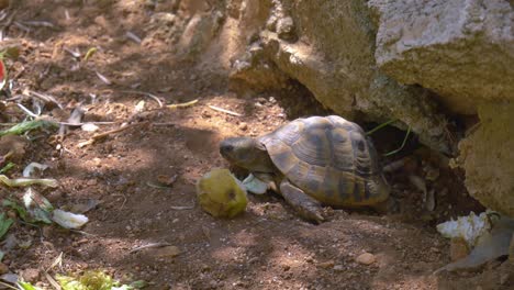 Große-Braune-Schildkröte-Versteckt-Sich-Neben-Felsen-Und-Isst-Einen-Apfel