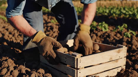 harvesting potatoes