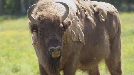 European-bison-shivering-and-flicking-tail-to-remove-pesky-biting-flies,-closeup