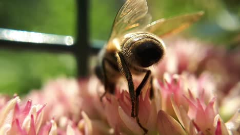 Macro-Primer-Plano-De-Una-Abeja-De-Miel-En-Una-Flor-De-Jardín-1