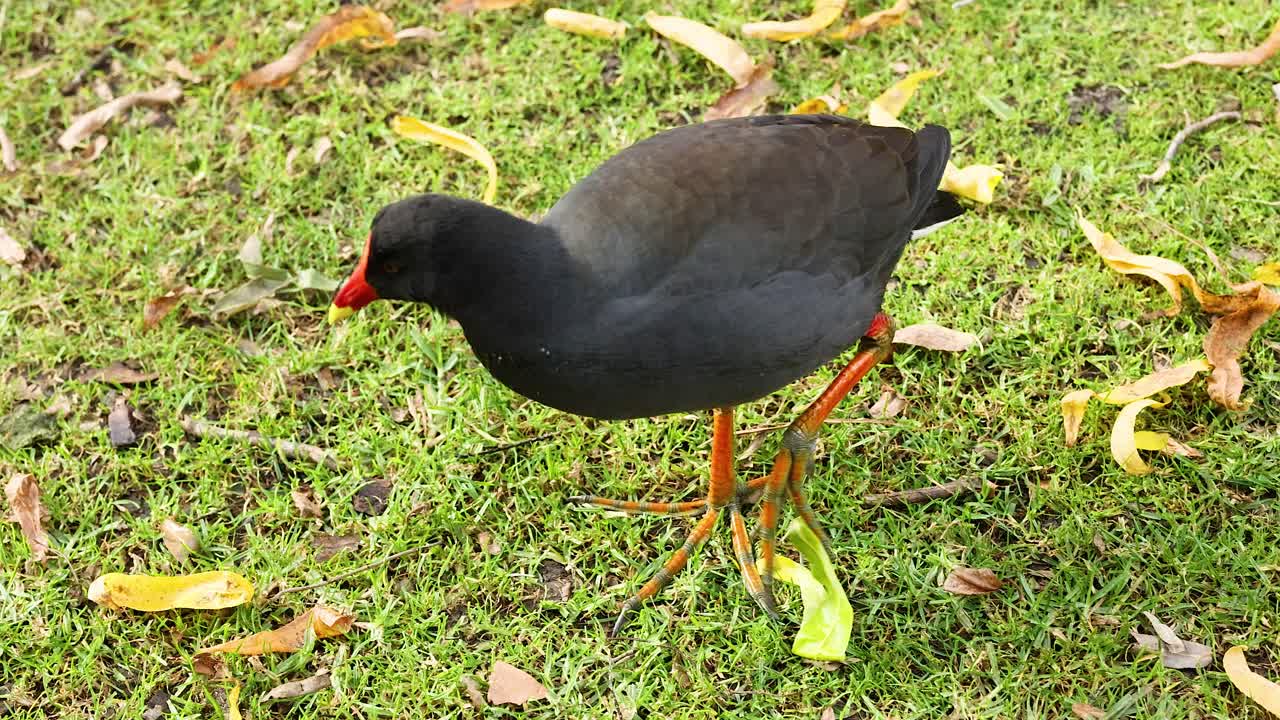 un moreno oscuro caminando por el suelo cubierto de hierba
