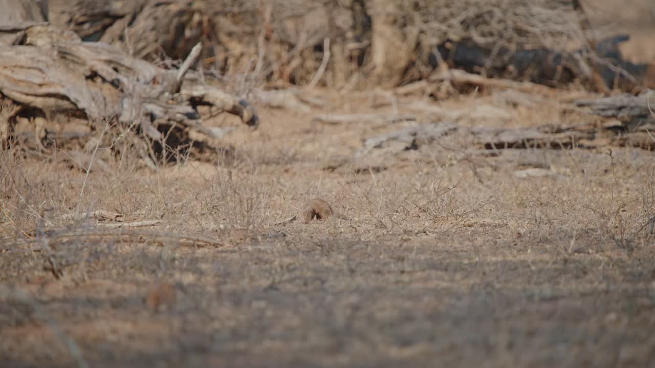 Small Animal in Dry Grassland