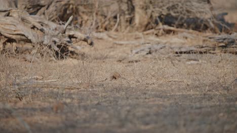 small animal in dry grassland