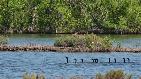 Sincronizar-El-Buceo-Mientras-Pescan-Juntos-Yendo-Hacia-La-Izquierda-Mientras-Una-Garza-Real-Vuela-Hacia-La-Izquierda-También,-Pequeño-Cormorán-Microcarbo-Niger,-Tailandia