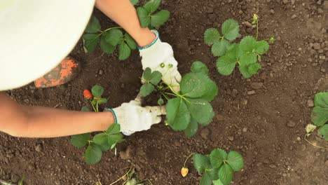 Strawberry-plants-planted-in-soil-by-female-gardener-in-back-garden,-top-down