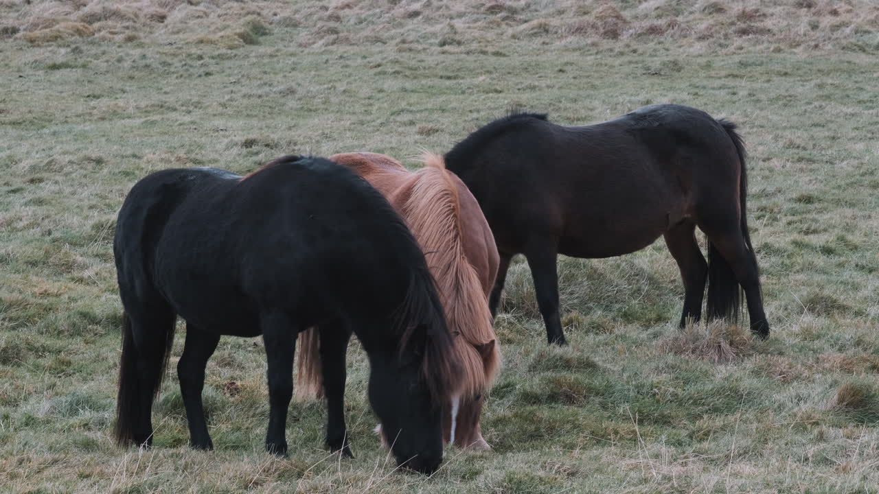 tres caballos islandeses pastando juntos en campo abierto