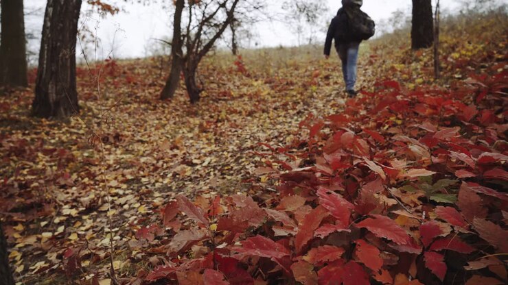 Wandelende mannelijke rugzaktoerist. Reizen en een gezonde levensstijl buiten in de herfstnatuur.