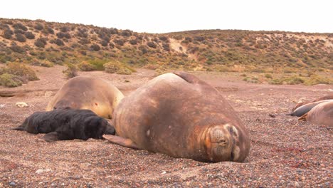 disparo a nivel del suelo de un cachorro de foca de elefante lactante en la playa de arena con el fondo de una pequeña colina y hierbas