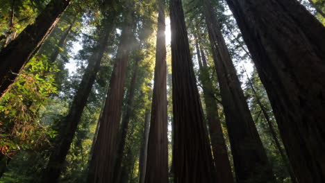 Hermosa-Toma-De-árboles-Gigantes-En-El-Bosque-De-Secuoyas,-Con-El-Sol-Asomando-Detrás-De-Los-árboles