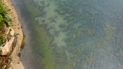 tiro inclinado hacia arriba del mar cristalino lleno de hierbas verdes acuáticas, california
